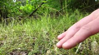 Popping weeds