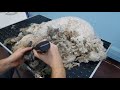 Grooming A Very Matted Dog- Time Lapse