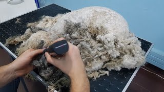 Grooming A Very Matted Dog- Time Lapse