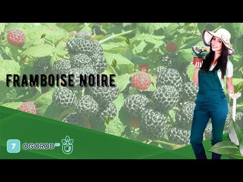 Vidéo: Quel est le goût de la framboise noire ?