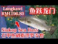 Patutlah semua siakap pulun pi Langkawi~吉打双溪大年活石甲鱼或金目鲈卖又是多少钱呢？How much live sea bass in SP Kedah?