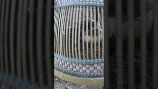 Download Lagu Suara anak puyuh MP3