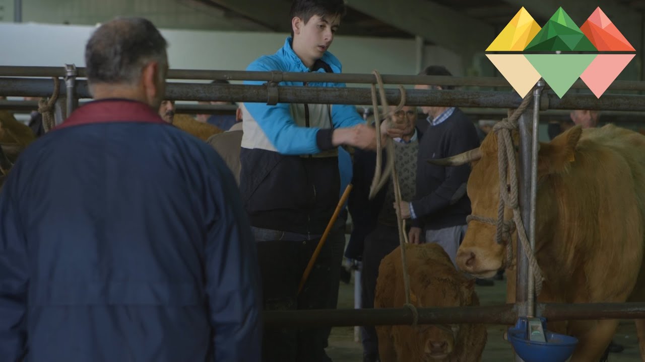 Feira de Chantada, onde resisten os tratantes
