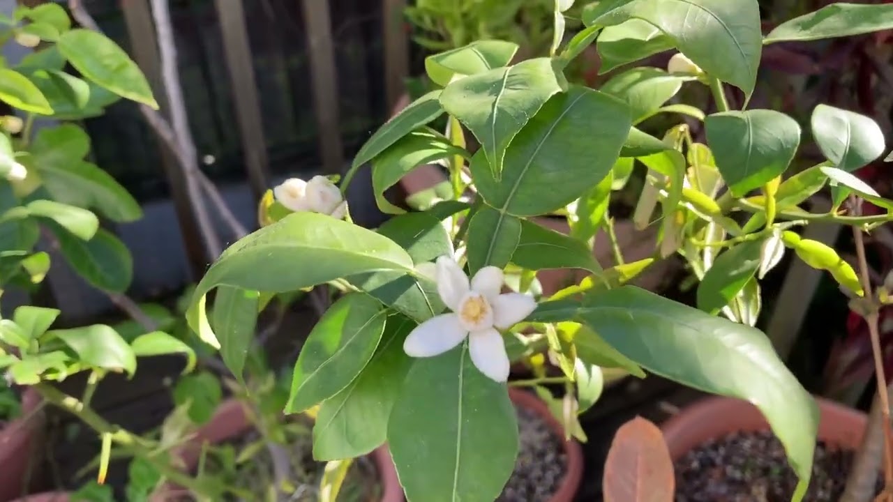 Yuzu outdoors for the summer, some issues with cold winds but it's