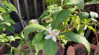 Yuzu outdoors for the summer, some issues with cold winds but it's