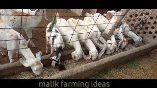 goats dry fodder for cold weather|bakray ki khurak|Desi totkay||Useful information|