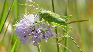 The Shy Great Green Bush Cricket and Butterflies in the Wood Meadow