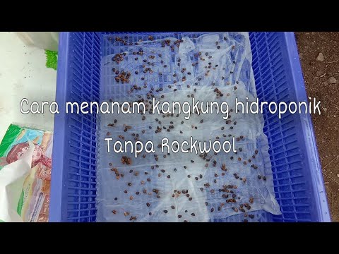 Menanam kangkung hidroponik tanpa rockwool 