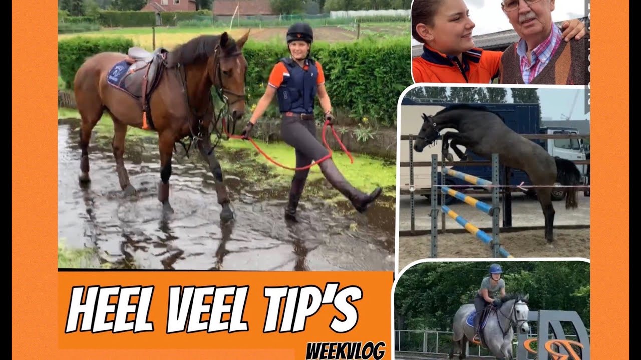Paard Leren Crossen Keuringsklaar Maken Weekvlog 3 Vlog 142 paard-leren-crossen-keuringsklaar-maken-weekvlog-3-vlog-142