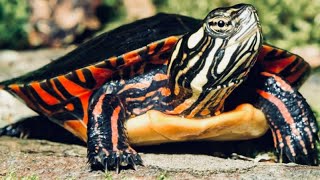 5 Fun Facts About The Painted Turtle
