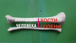 КОСТИ ГОЛЕНИ