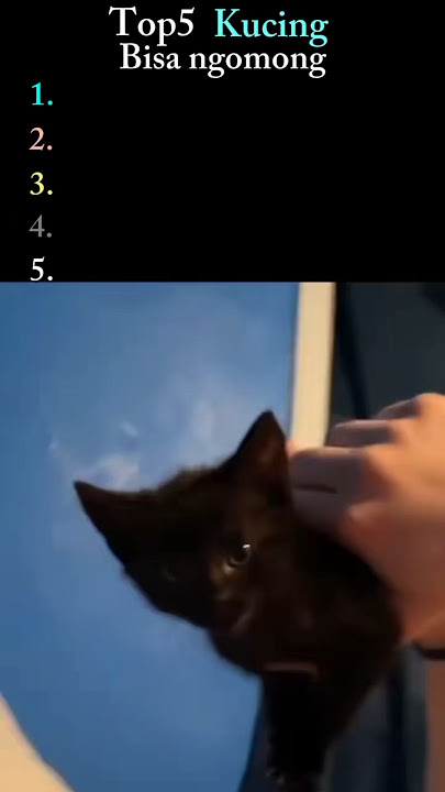 Top 5 Kucing ngomong 😸 part 3 ada oyen meresahkan 😱#kucing #kucingpintar #fypシ゚viral #shorts