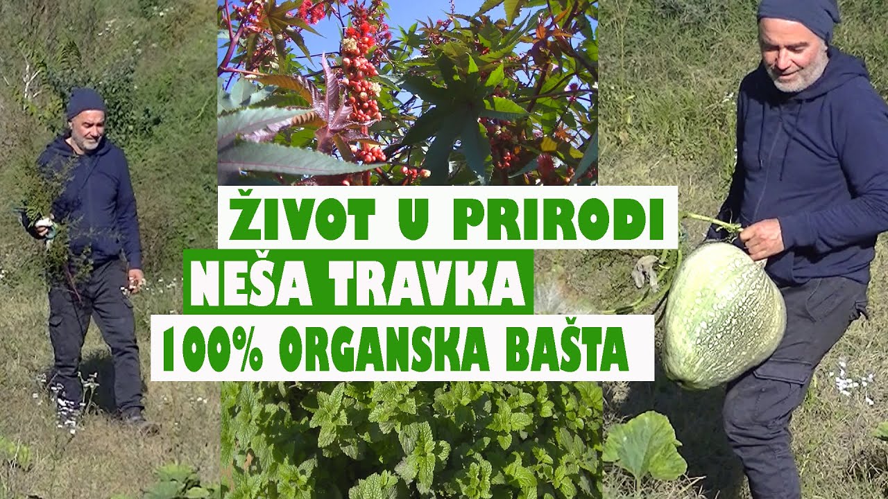 ŽIVOT U PRIRODI - NESA TRAVKA - 100 % ORGANSKA BAŠTA (DRUGA PRIČA)