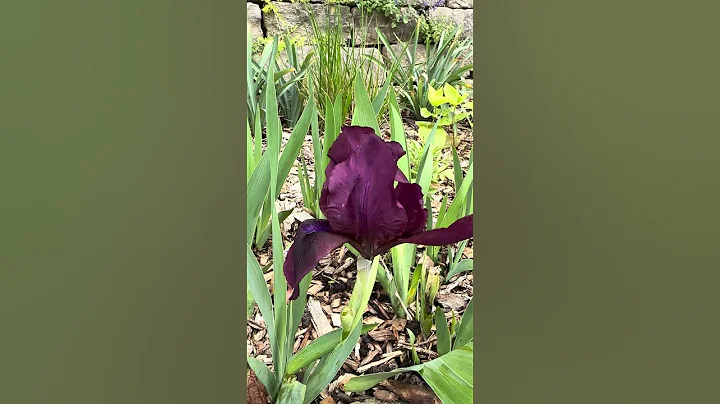 Amazing ISU Campus Walk (Early May): Flower Run after an all-day meeting - DayDayNews