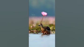Lesser whistling duck #shortvideo #shorts #youtubeshorts #video