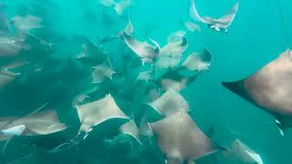 School of feeding devil rays.