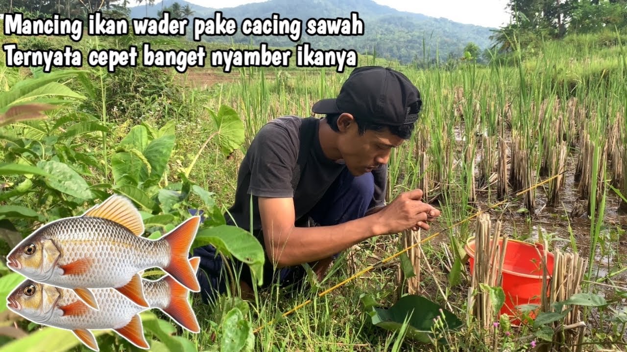 Niat Mancing ikan Wader ‼️ di Selokan kecil Tengah-tengah Sawah!!