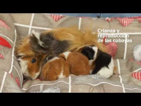 GUINEA PIGS: Caring for baby guinea pigs