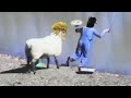 DIO The Sheep