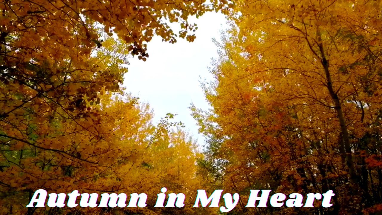 AUTUMN IN MY HEART | AT EDMONTON, AB 🇨🇦 | ZENith BEE