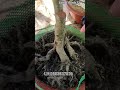 Mai vàng bến tre// Phôi mai vườn #shoprts