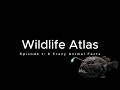 Episode 1 6 Crazy Animal Facts