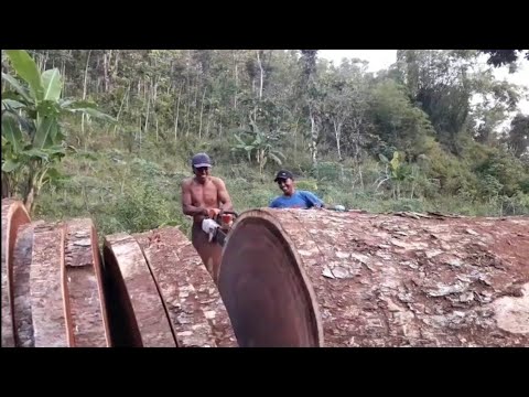 Aksi Kerja di Hutan Proses Pemotongan Kayu YouTube