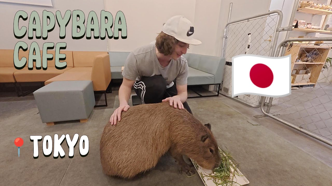 Poszliśmy do Capybara Café w Tokio!🇯🇵