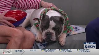 Pet Project: Tonka