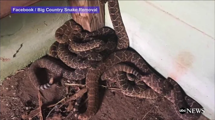 Texas snake removal company finds 24 rattlesnakes hiding in one house after being called in to remov