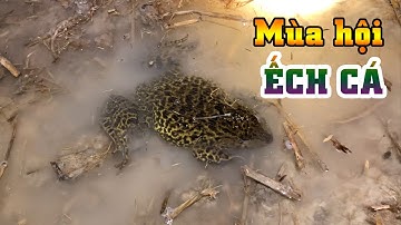 Cơn mưa đầu mùa cá ếch tràn lên đồng thấy mê | THÚ VUI MIỀN TÂY 47