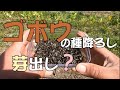 【自然農】ゴボウの種降ろし(すじまきの仕方)　[Natural farming] Burdock sowing