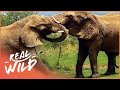 Big Boy: An Elephant's Story (Elephant Documentary) | Real Wild