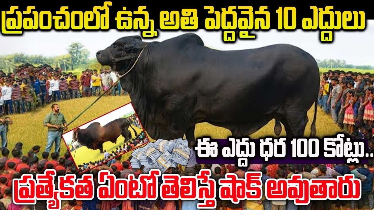 ప్రపంచంలోని కొన్ని భయంకరమైన ఎద్దులు | Some of the Scariest Bulls in The World | ఈ ఎద్దు ధర 100 కోట్ల