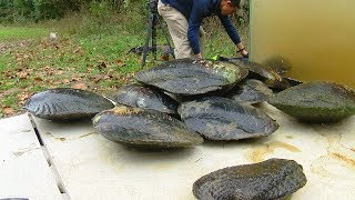Relocated mussels could help restore Mill Creek