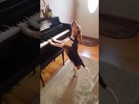 piyano çalan köpek