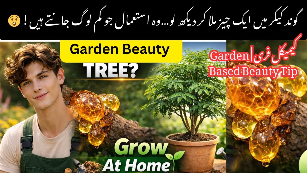 Gond Kikar Plant Uses | Garden Beauty Tip from Acacia Tree | Gardening with Zaim
