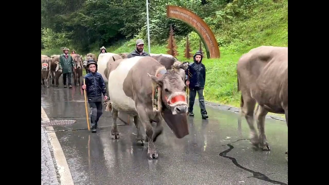 Alp Scheubs 3/2024 (Heifahrt) bei Schnee