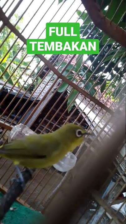 PLECI LOKAL BROMO GACOR DOPING MURAH LIMARIBU FULL TEMBAKAN