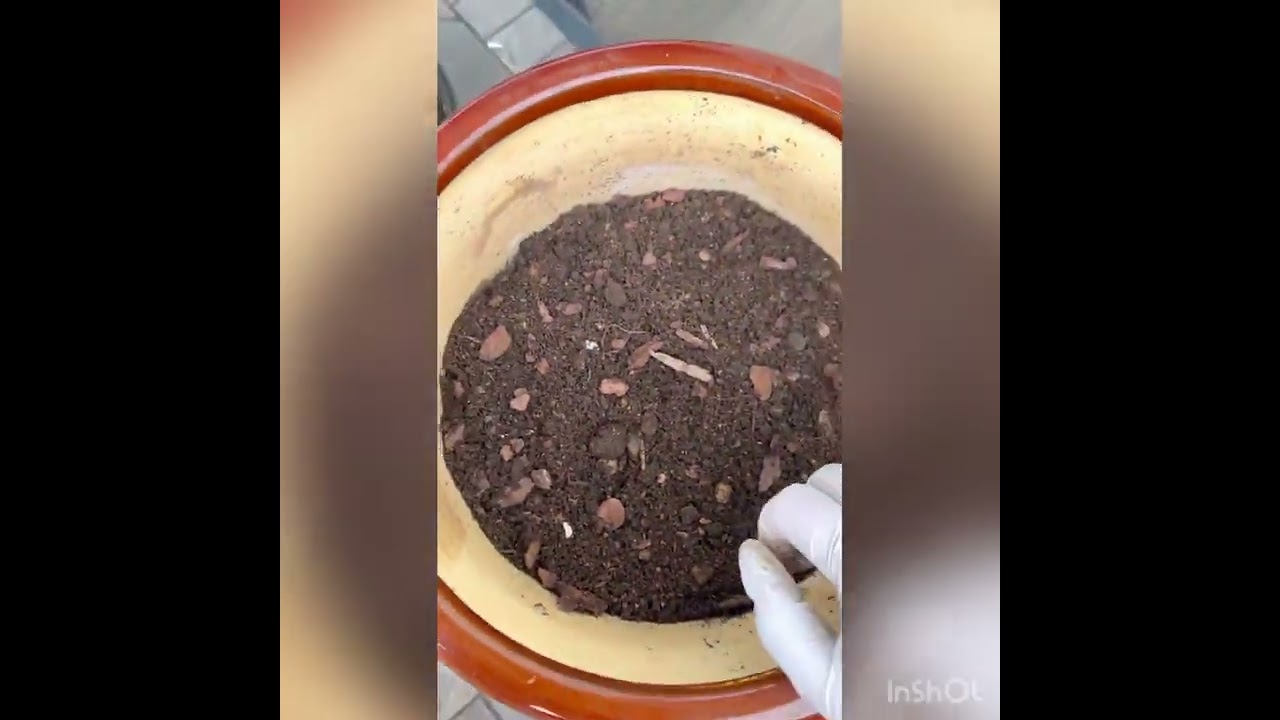 My new hobby-growing succulents.