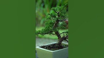 Making a small Juniper Bonsai #shorts