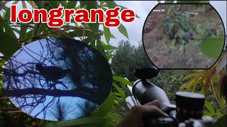 Download Lagu BERBURU AYAM HUTAN,,MOMEN CARI POIN PERDANA DENGAN UNITNYA MAS TIO MP3