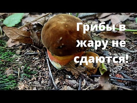 Дубовики и лисички в аномальную жару. Эх, дождичка бы!  | Лесные Прогулки