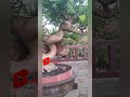 EXTREME BONSAI LOHANSUNG #shorts #bonsai #lohansung #caraperawatanbonsai #bonsaiindonesia #bonsaitre