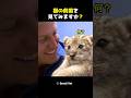 猫の前歯を見てみますか