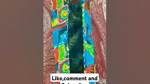 Video 8333201: kitten maine coon meow, cute maine coon kitten, baby maine coon kitten, funny maine coon kitten, cat kitten cute