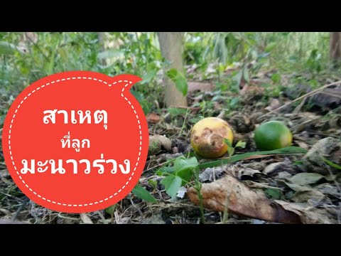วีดีโอ: ผลมะนาวร่วง - อะไรทำให้ผลมะนาวร่วง
