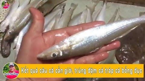 Kết quả câu cá cần giờ, trúng đậm cá tráp cá bống đục | Thanh Phúc Vlogs