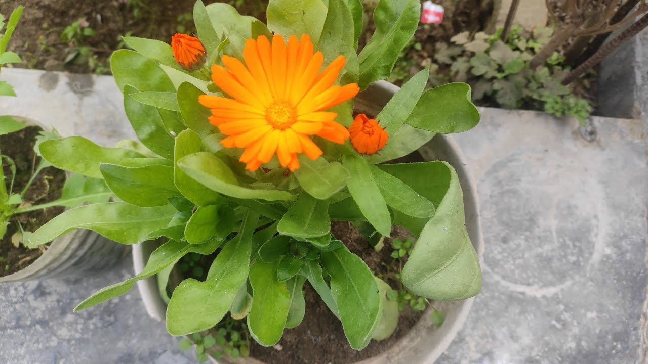 “Bas nature, phool aur shaant sa pal 🌸”