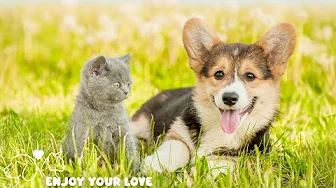 Relaxing Music💖Deep Sleep Puppy Calm Music🐶🎵Dog Separation Anxiety Music🎵